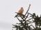 Common Kestrel (Faco tinnunculus) Kalngale fields, Carnikava county, 04-Feb-2013. © Igors Denisovs